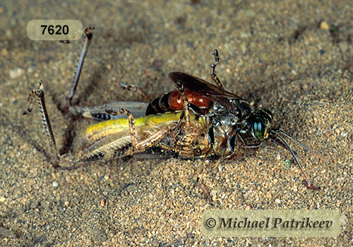 Antenna-waving Wasp (Tachysphex pechumani)
